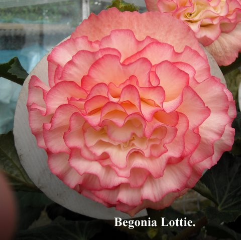 B. ‘Lottie’